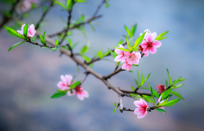 Chia sẻ với hơn 125 về hình ảnh mùa xuân đẹp