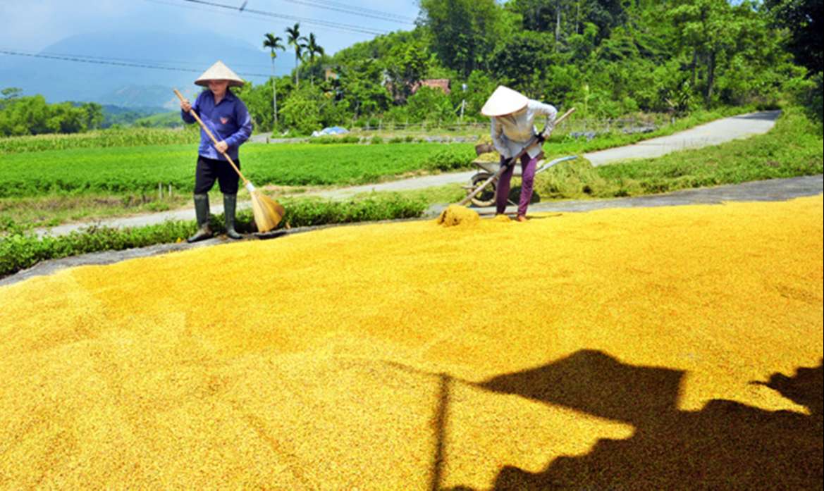 Thị trường nông sản tuần qua Giá lúa không có nhiều khởi sắc  Kinh doanh   Vietnam VietnamPlus