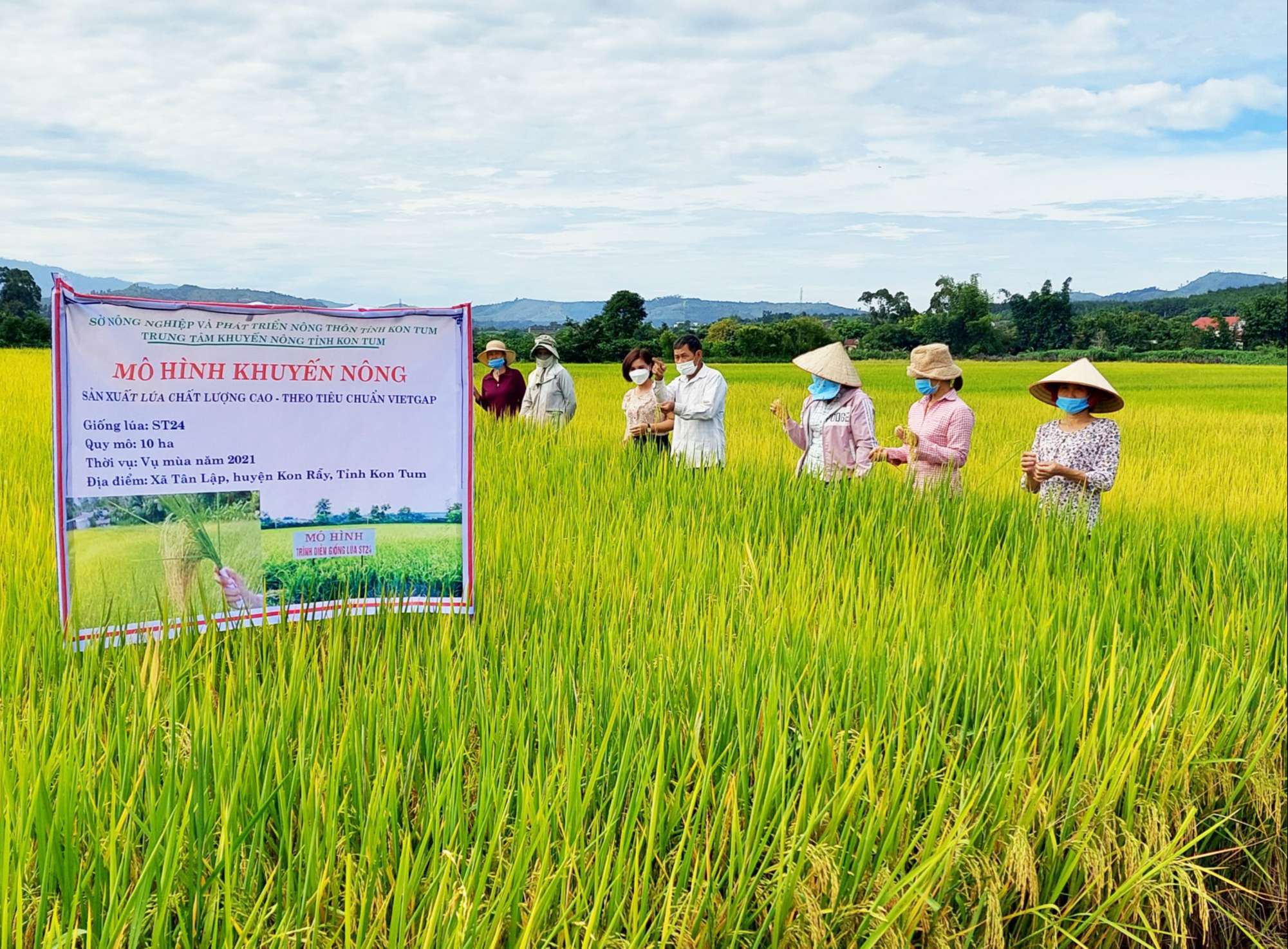 Nghiệm thu mô hình sản xuất lúa chất lượng cao theo hướng hữu cơ   baoninhbinhorgvn