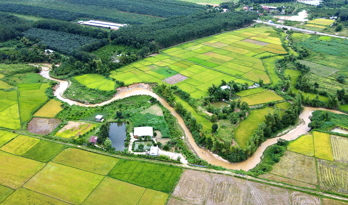 Nhộn nhịp mùa gặt trên cánh đồng mẫu lớn ở thành phố Kon Tum