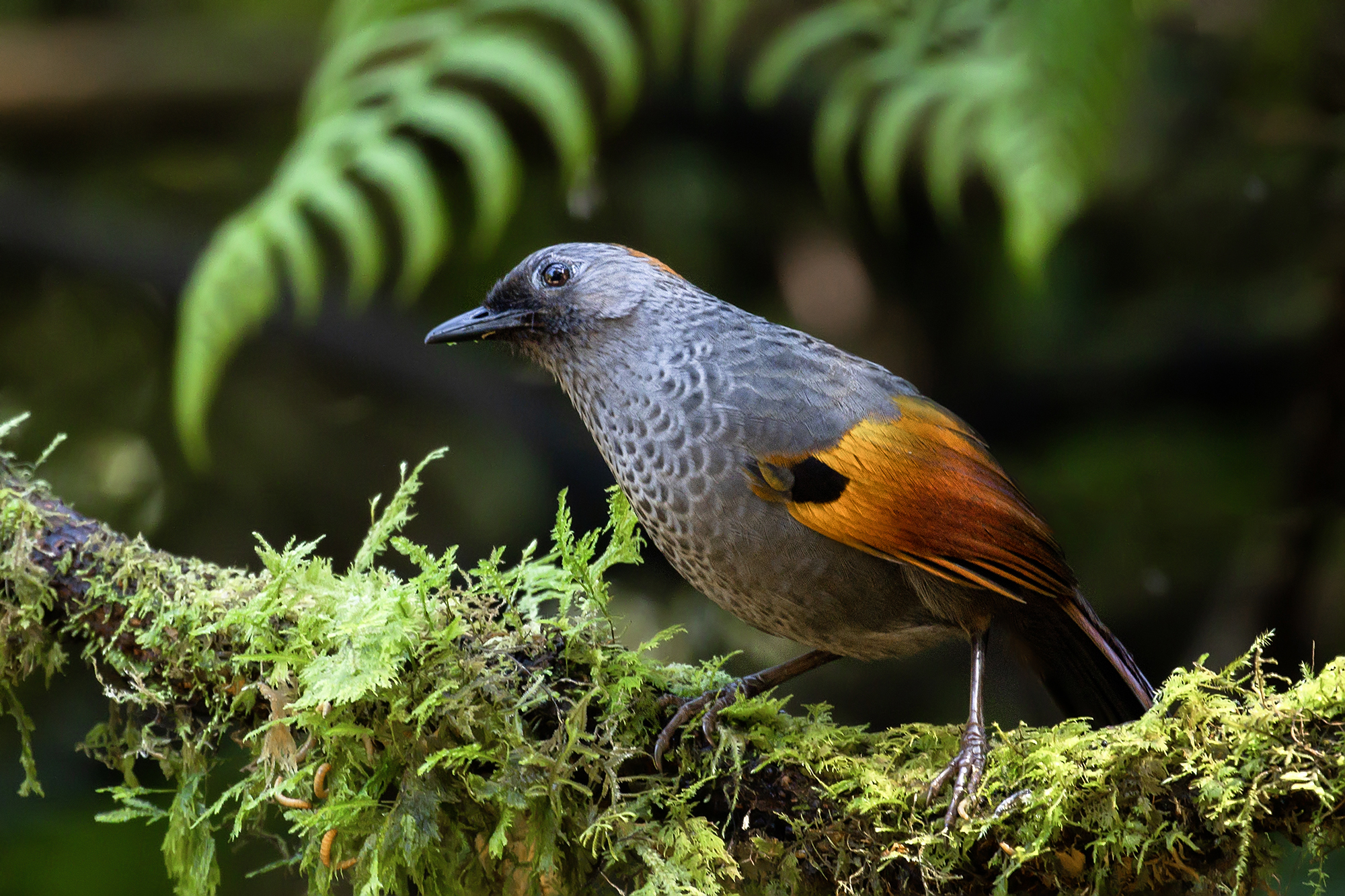 Nền Hình ảnh Các Loài Chim Quý Hiếm Và động Vật Quý Hiếm Và Hình ảnh Để Tải  Về Miễn Phí - Pngtree